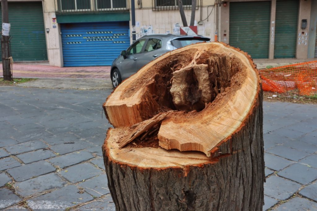 abbattimento alberi via florio