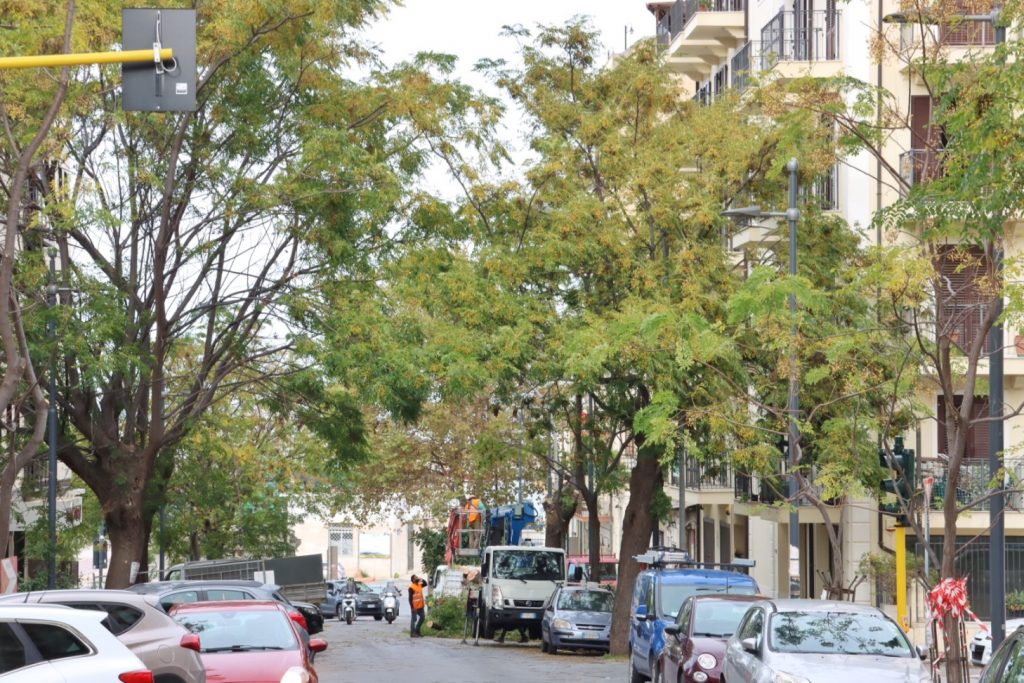 abbattimento alberi via florio