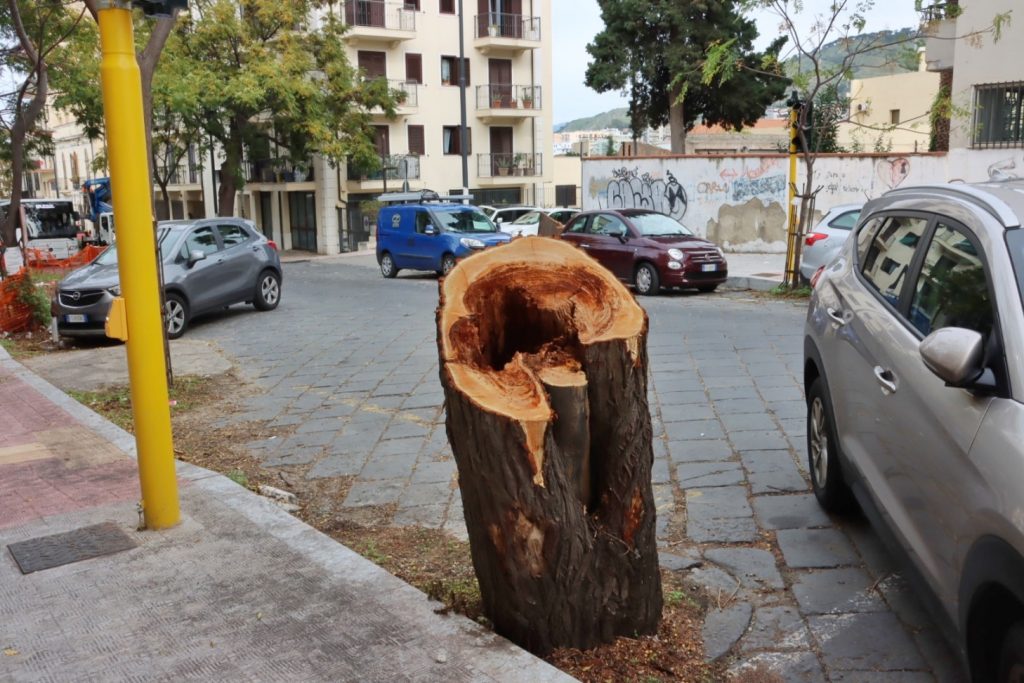 abbattimento alberi via florio