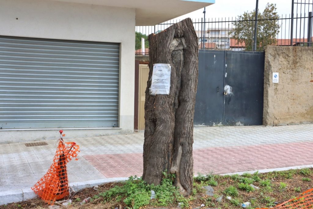 abbattimento alberi via florio