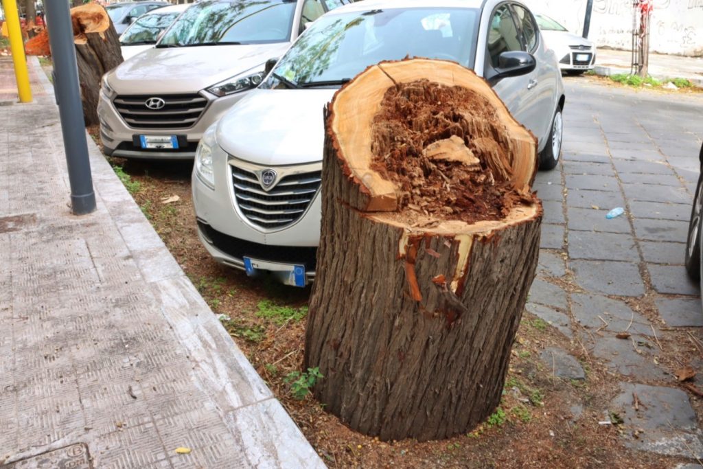abbattimento alberi via florio