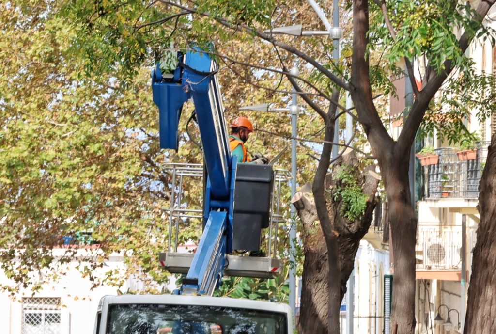 abbattimento alberi via florio