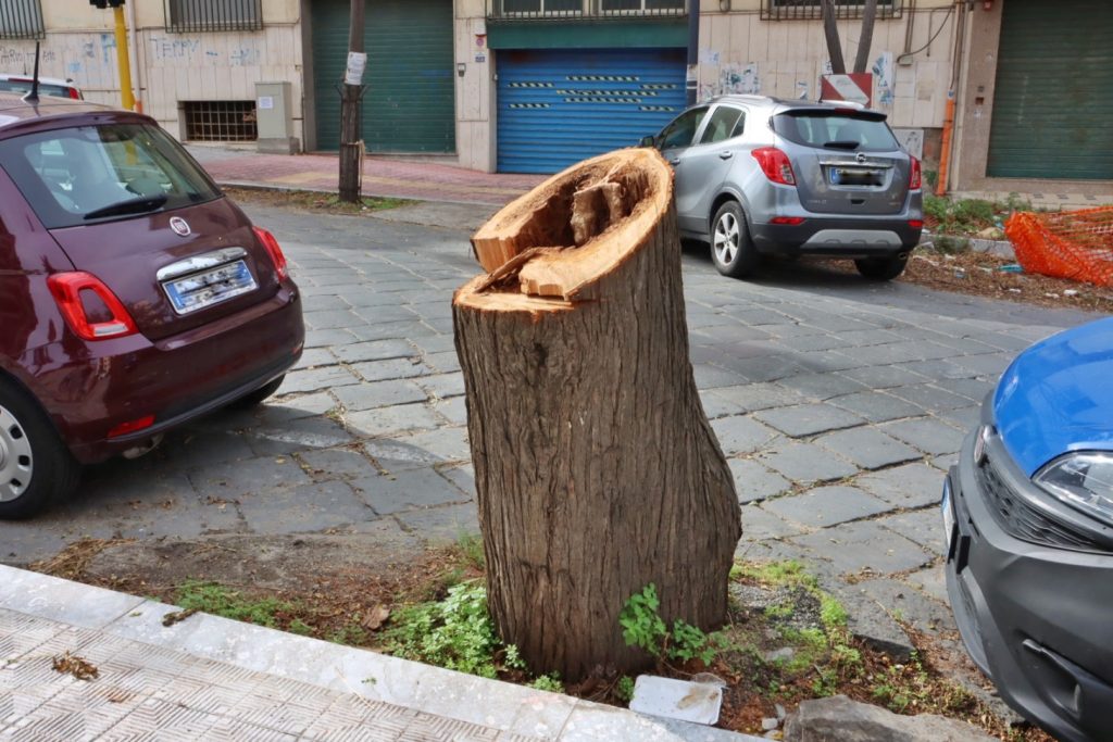 abbattimento alberi via florio