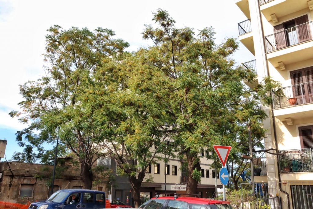 abbattimento alberi via florio