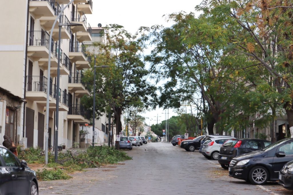 abbattimento alberi via florio