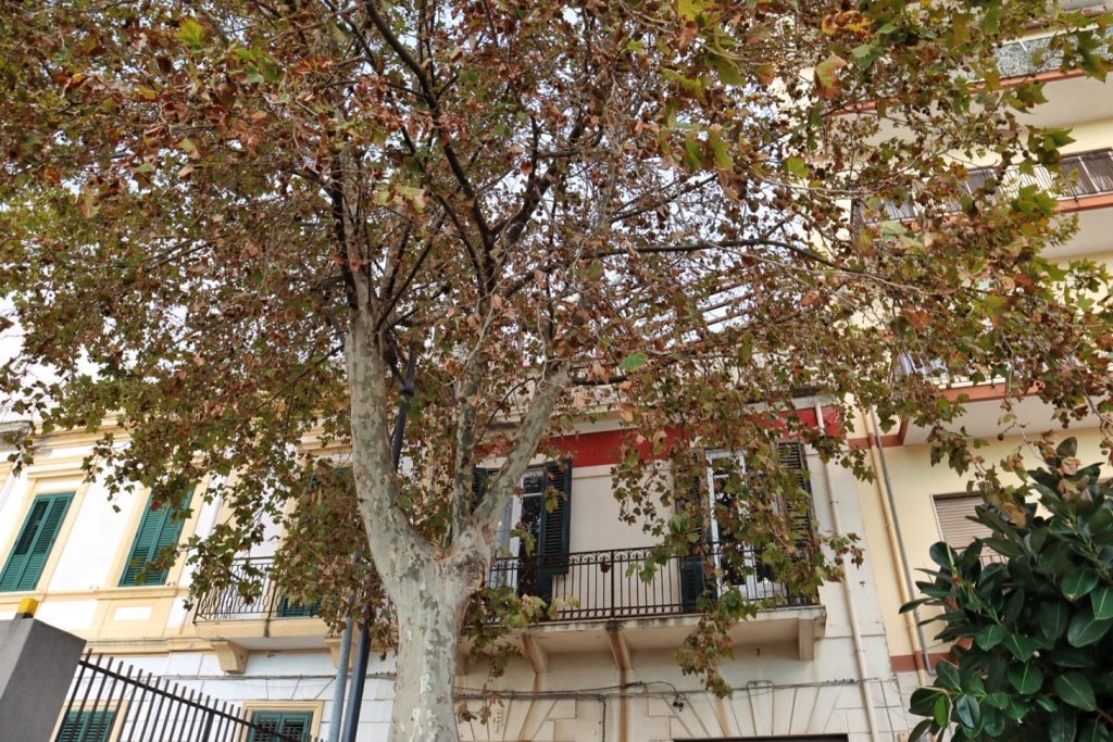abbattimento alberi via florio