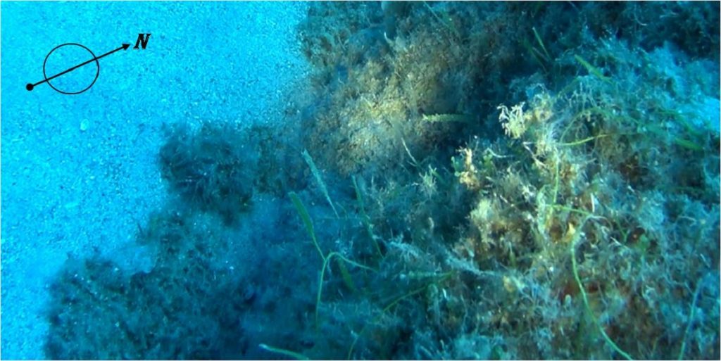 alga tropicale nel tirreno