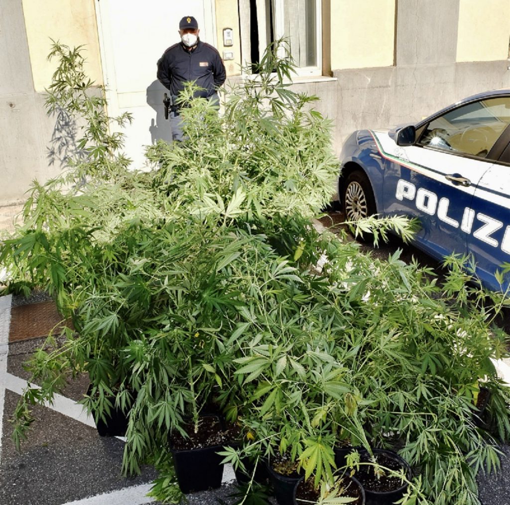 sequestrata piantagione droga