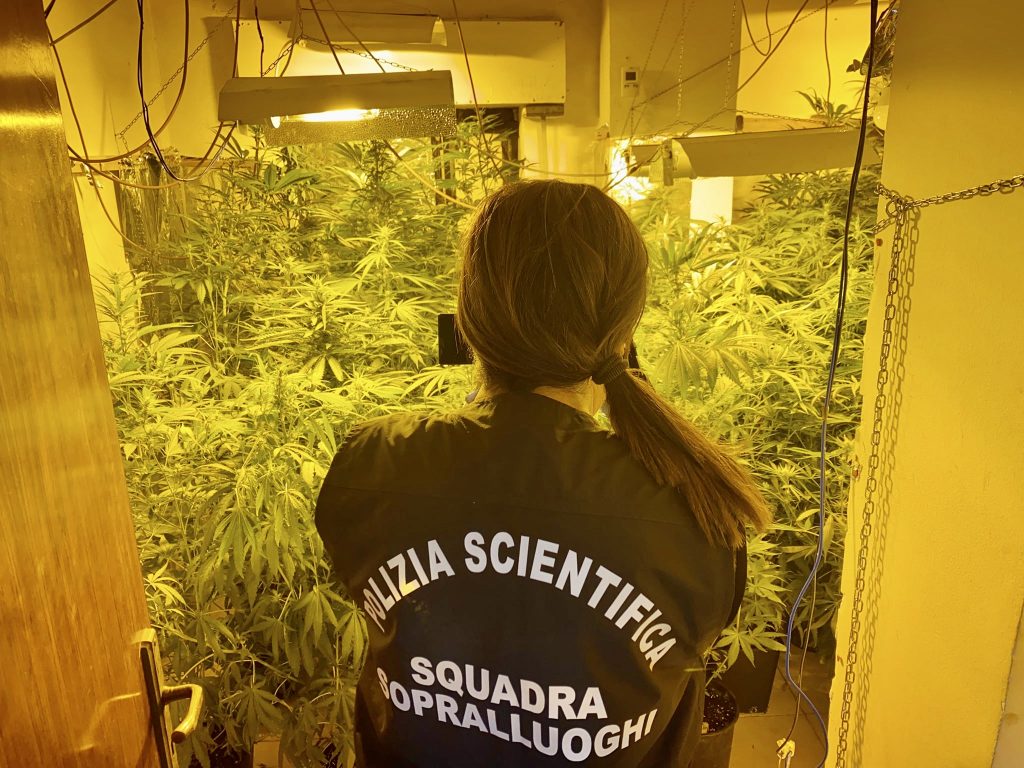 sequestrata piantagione droga