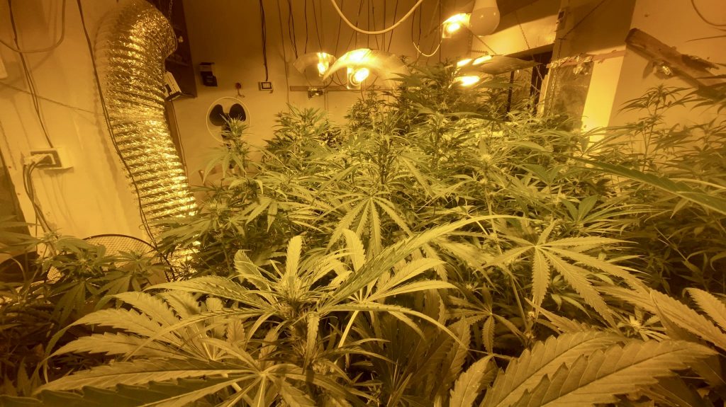 sequestrata piantagione droga