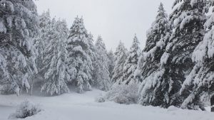 neve sila 11 dicembre 2021