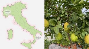 calabria cedro etrogim israele