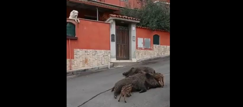 cinghiali parto in strada a roma