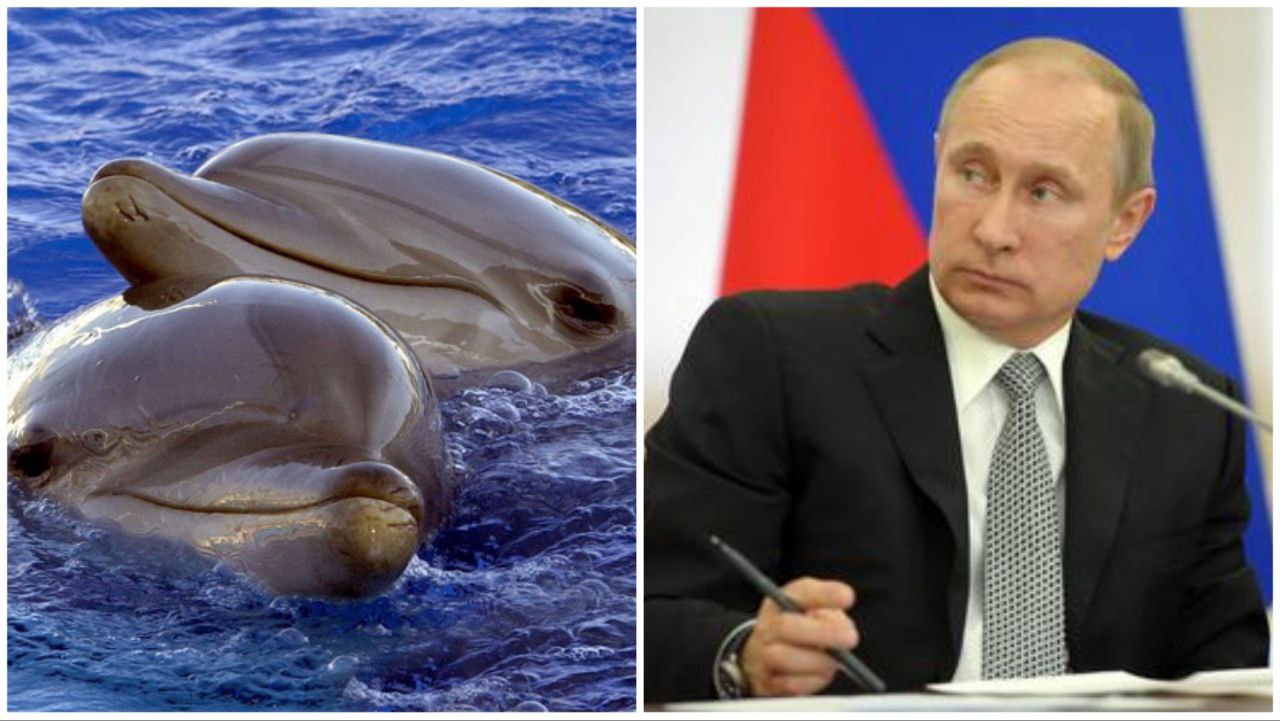 La Russia addestra delfini per scopi militari