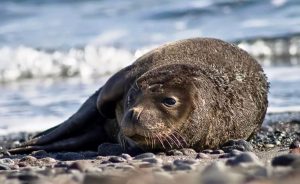 foca monaca