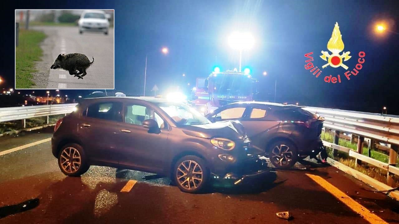incidente a catanzaro per cinghiale