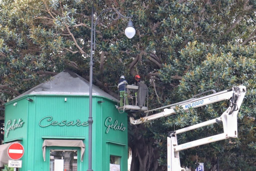 lavori potatura alberi in via marina