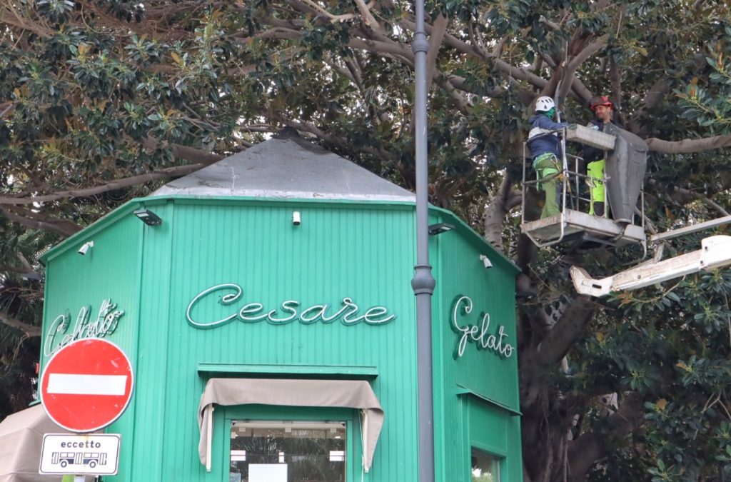 lavori potatura alberi in via marina