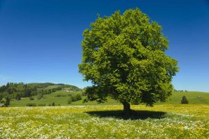 albero