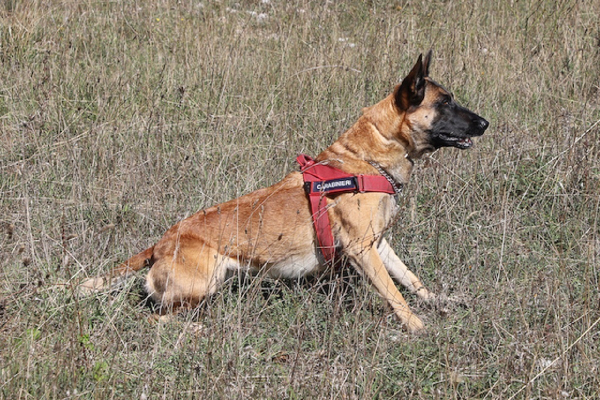 cane