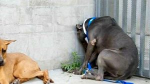 cani maltrattati