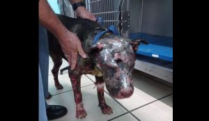 fuoco cane randagio