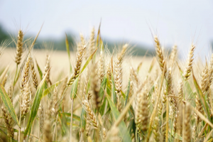 grano