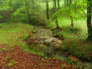 montagna serre calabria nebbia alberi natura