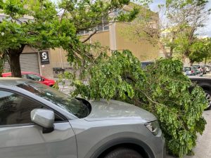 via cuzzocrea reggio calabria rami vento (1)