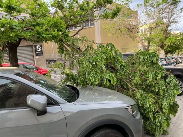via cuzzocrea reggio calabria rami vento (1)