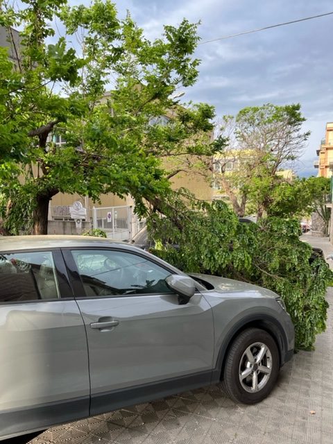 via cuzzocrea reggio calabria rami vento (1)