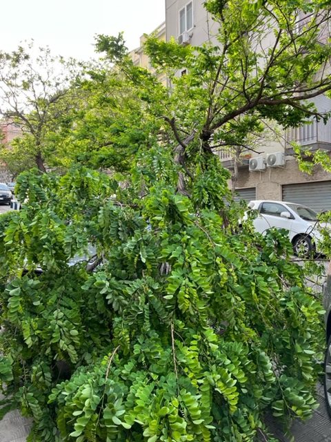 via cuzzocrea reggio calabria rami vento (1)