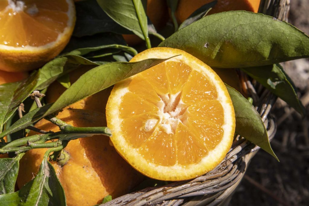 Cesare gusto sorbetto arancia belladonna