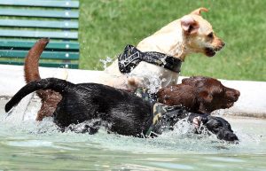 cani bagno