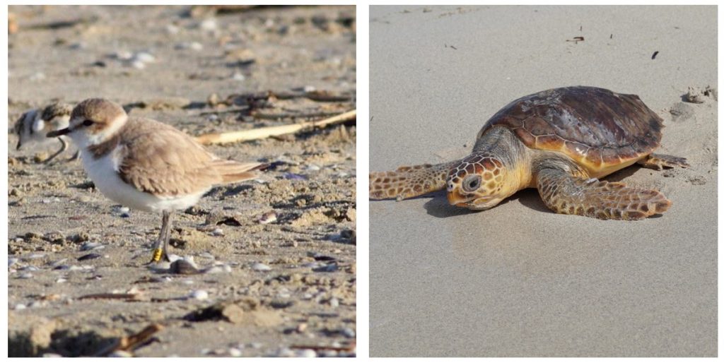 fratino tartaruga caretta caretta