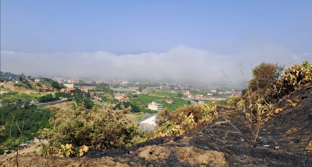 lupa Stretto di Messina