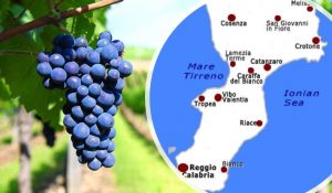 sangiovese origini in calabria
