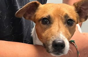 jack russel papardo