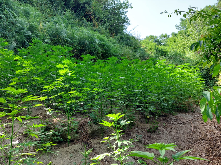 piantagione cannabis delianuova