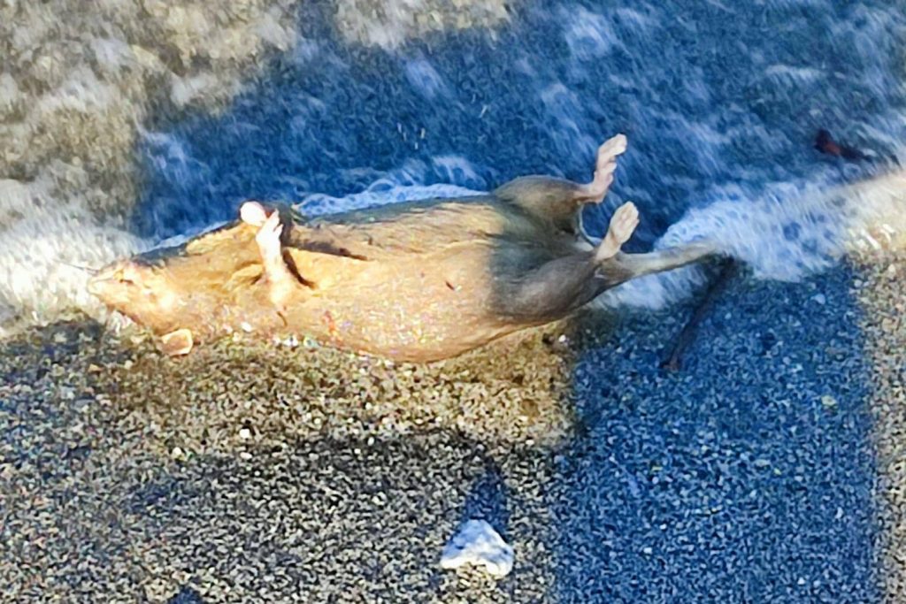 Topi morti spiaggia Torre Lupo Reggio Calabria