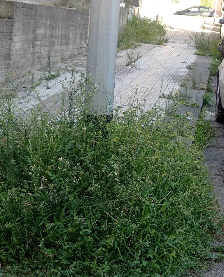 cacciotto strade sporche