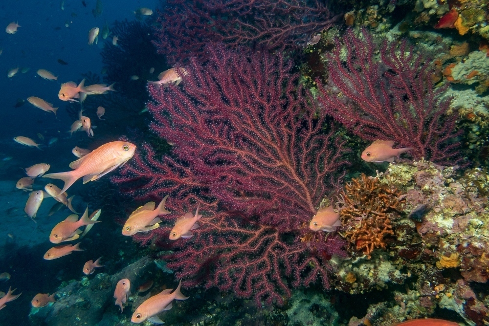 corallo mediterraneo