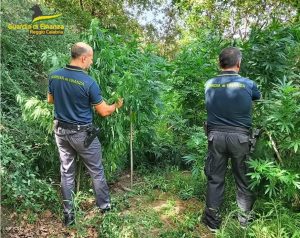 marijuana reggio calabria contrada caridi