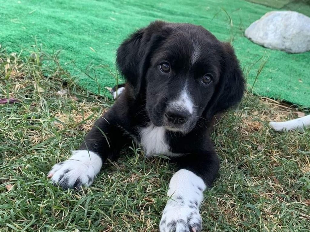 Cane Canile di Mortara Reggio Calabria