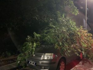 caduta ramo viale regina margherita