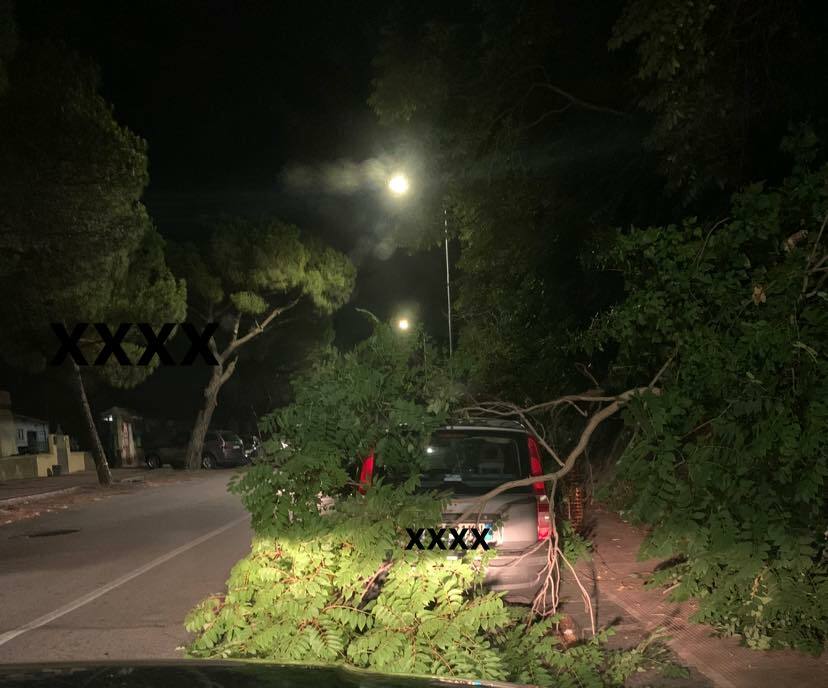 caduta ramo viale regina margherita