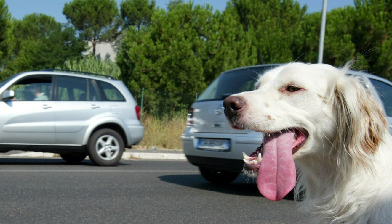 cane abbandonato strada