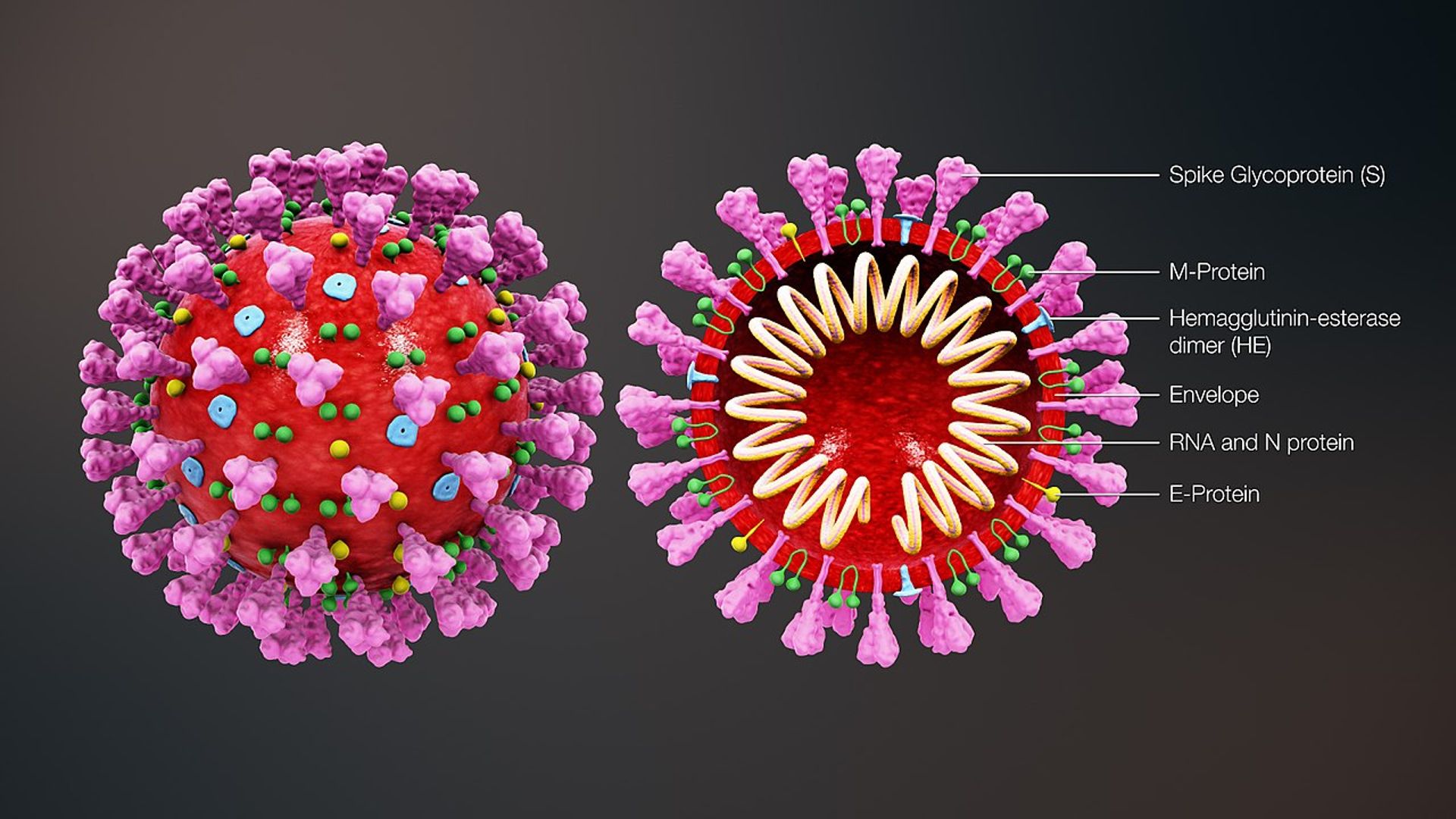 covid proteina spike