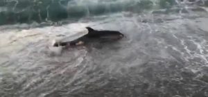 delfino spiaggiato messina