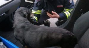 polizia cane